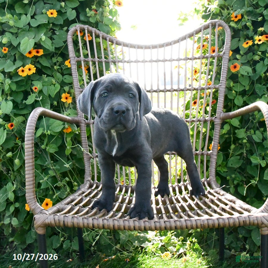 Cane Corso dogs for sale: Sage - Ad 1