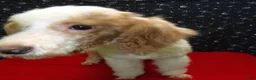 Miniature Poodle dogs for sale: Rusty  - Ad 2