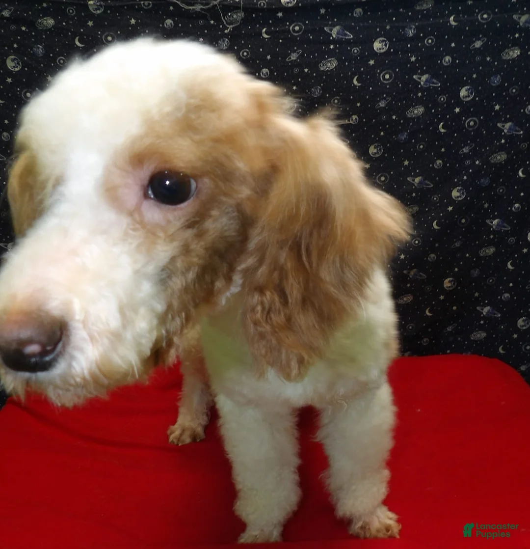 Miniature Poodle dogs for sale: Rusty  - Ad 2