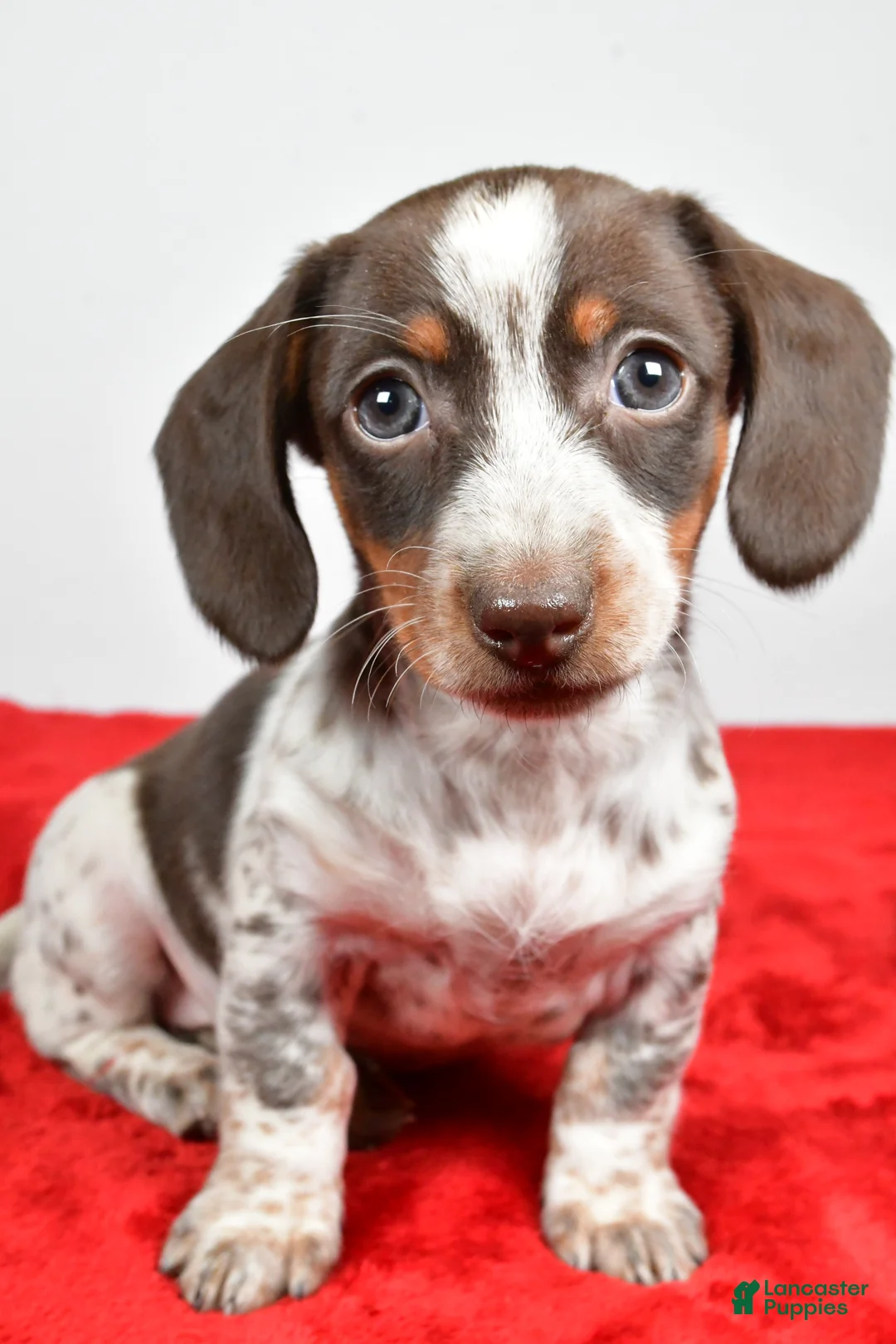 Dachshund dogs for sale: Polly - Ad 1
