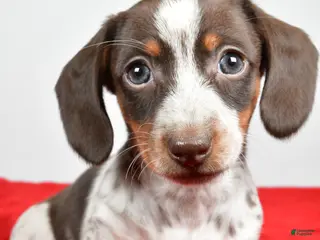 Dachshund dogs Polly - Ad 21