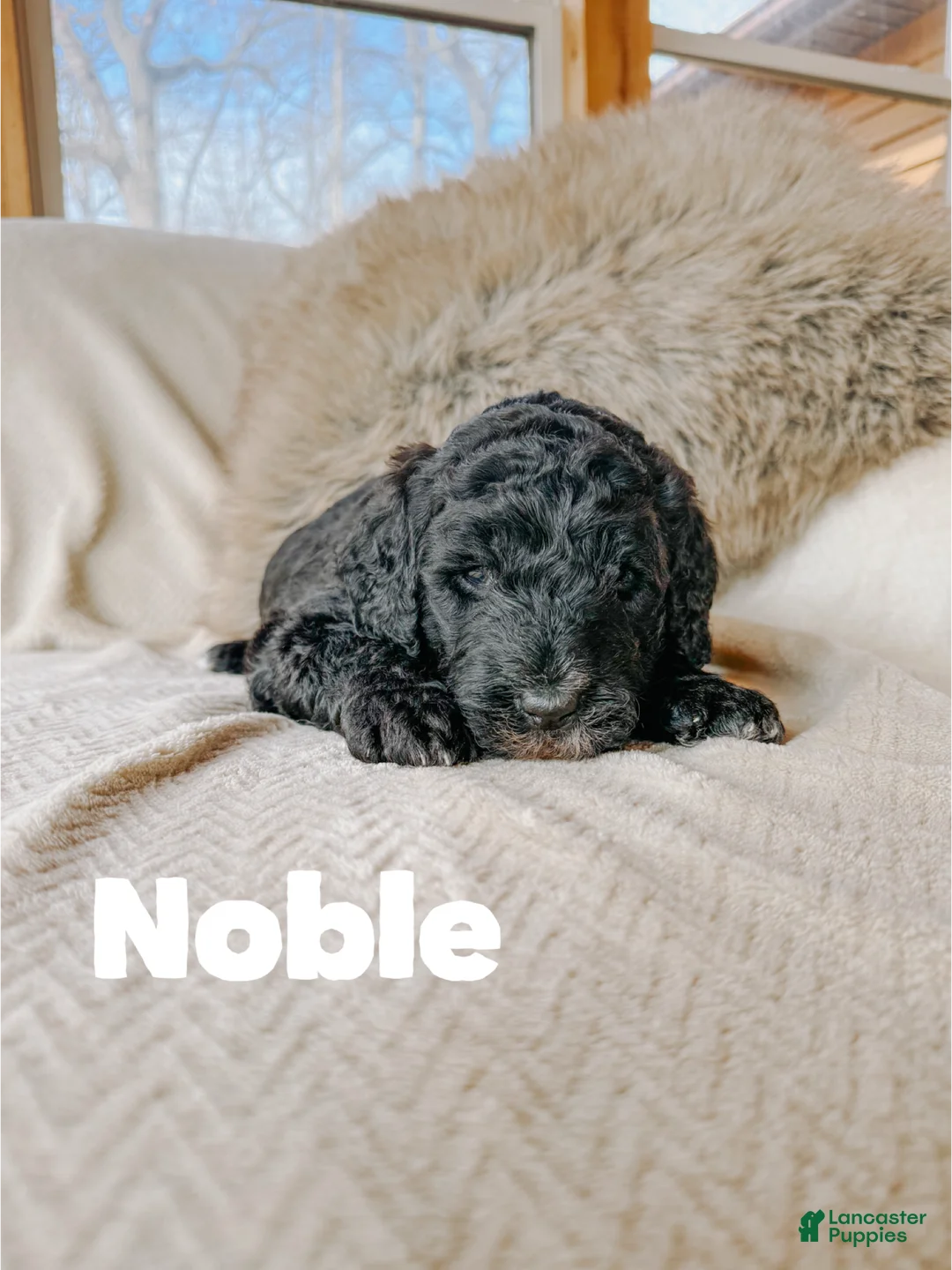 Saint Berdoodles dogs for sale: Noble  - Ad 1