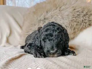 Saint Berdoodles dogs Noble - Ad 17