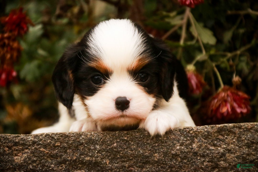 Cavalier King Charles Spaniel dogs for sale: Chester - Ad 1