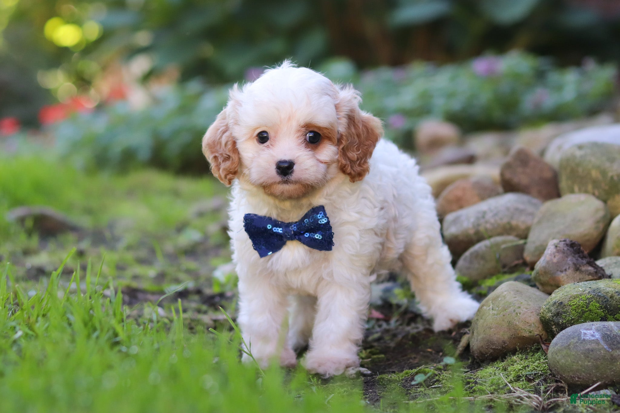 Cavapoo dogs Hudson - Ad 2