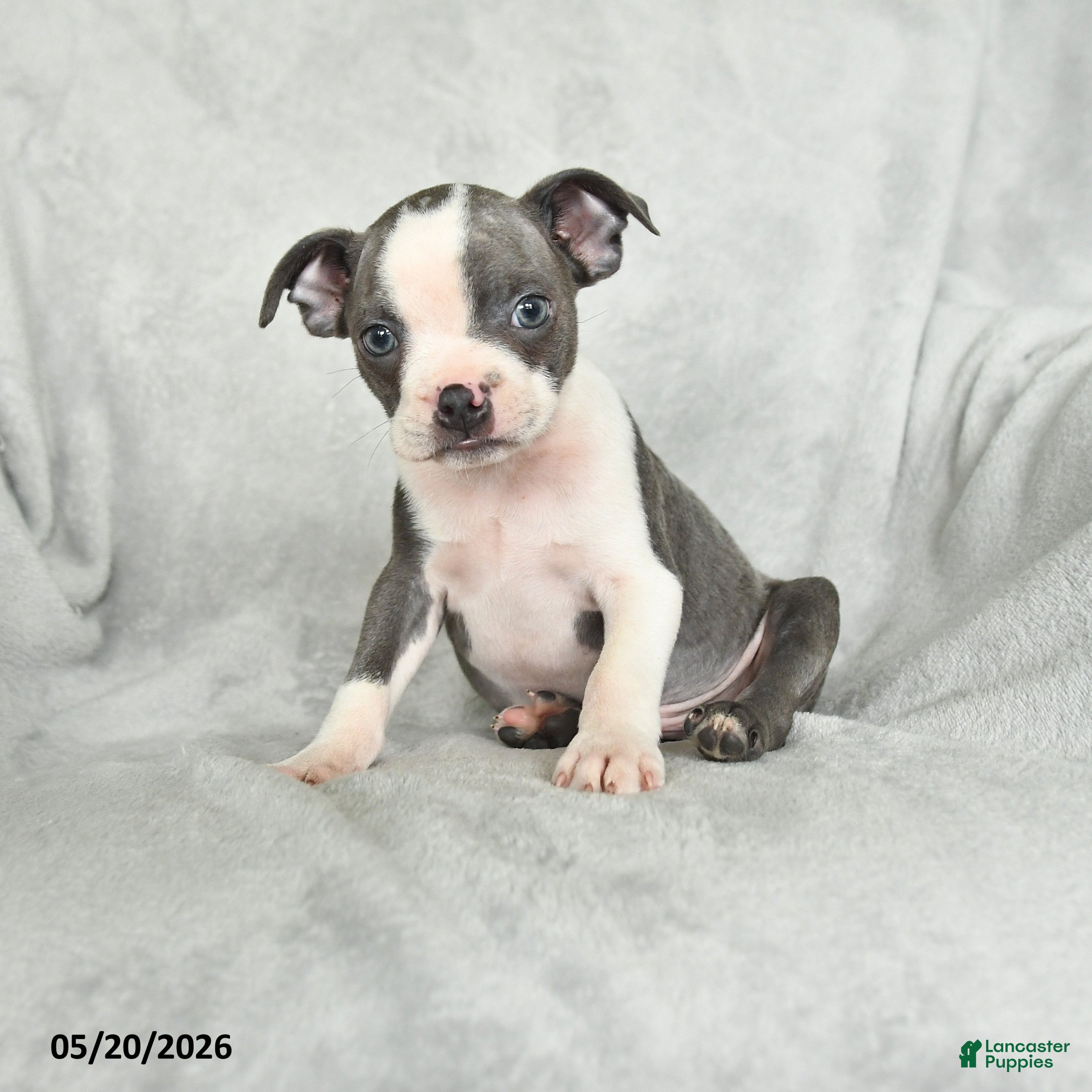 Boston Terrier dogs Teddy - Ad 1