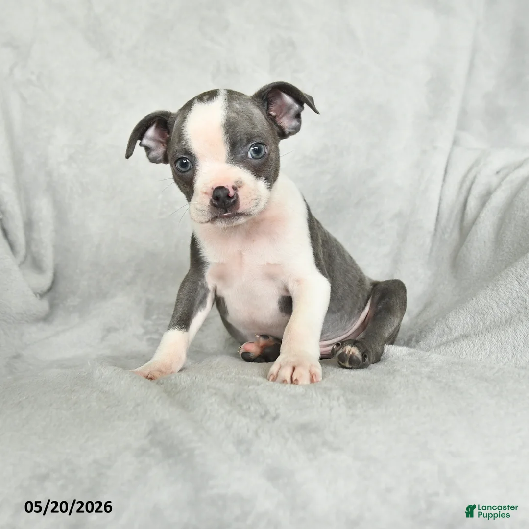Boston Terrier dogs for sale: Teddy - Ad 1