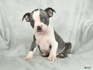 Boston Terrier dogs for sale: Teddy - Ad 4
