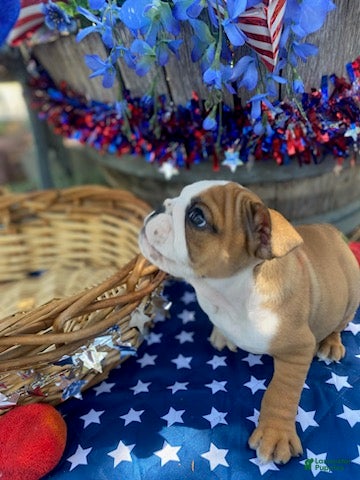 English Bulldog dogs English Bulldog 4 - Ad 1