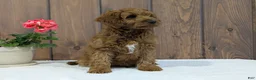 Cavapoo dogs for sale: Zack  - Ad 3