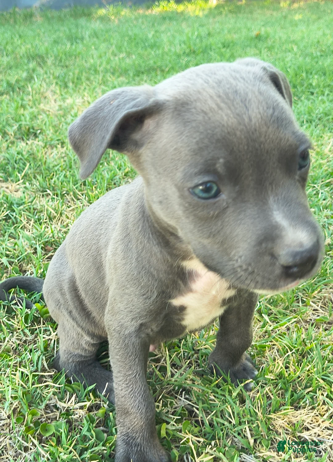 American Pit Bull Terrier dogs for sale: Chuck - Ad 2