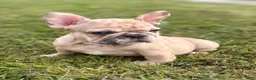 French Bulldog dogs for sale: Nala - Ad 1
