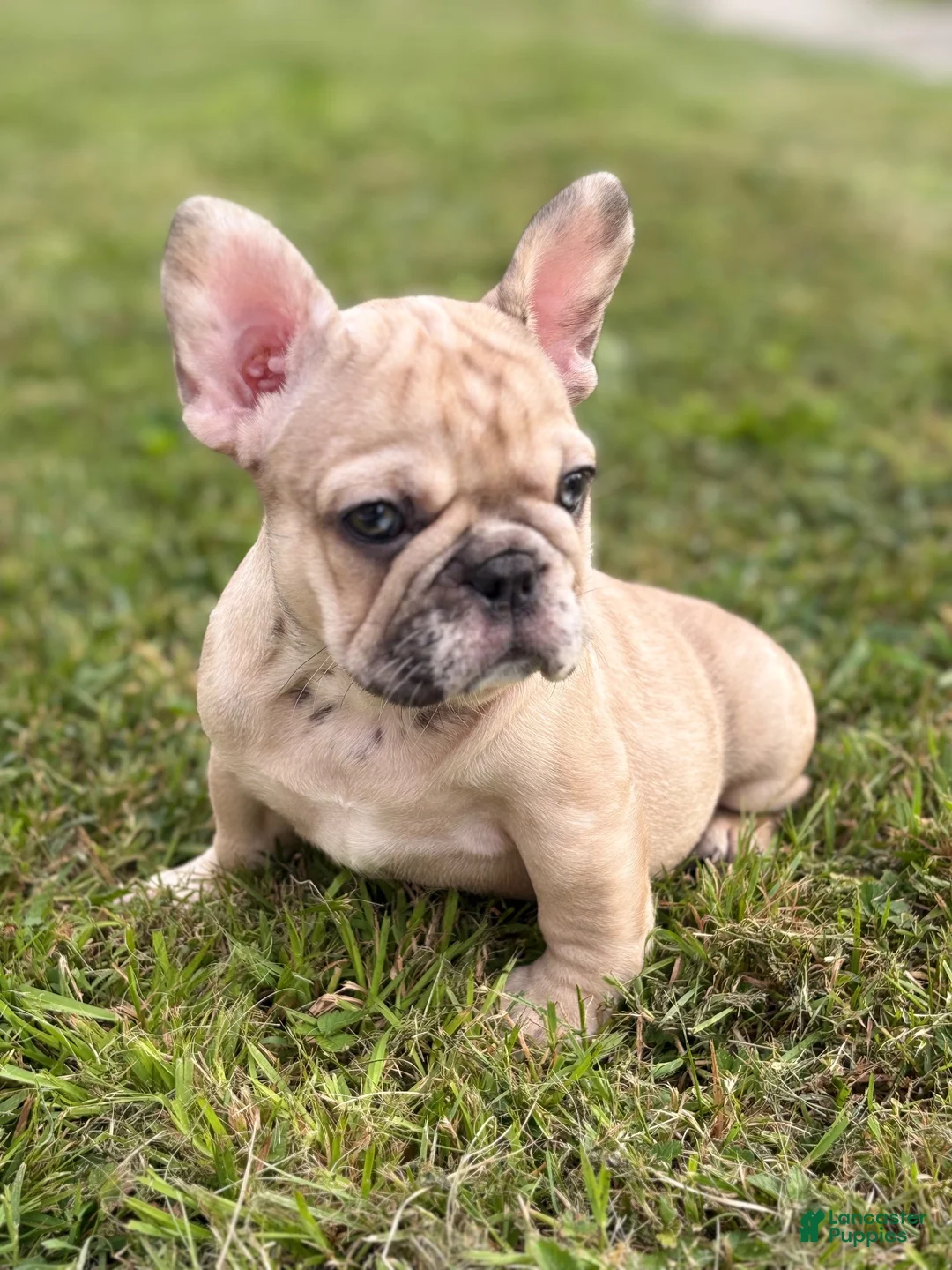 French Bulldog dogs for sale: Nala - Ad 1