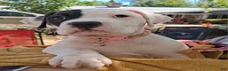American Bulldog dogs for sale: Mckenzie  - Ad 2