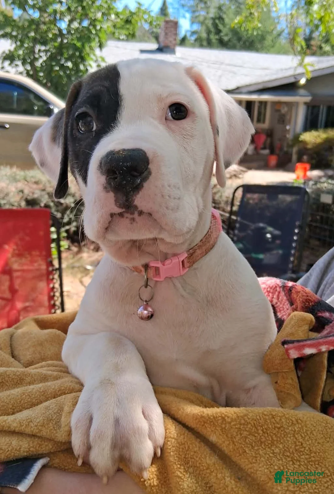 American Bulldog dogs for sale: Mckenzie  - Ad 2