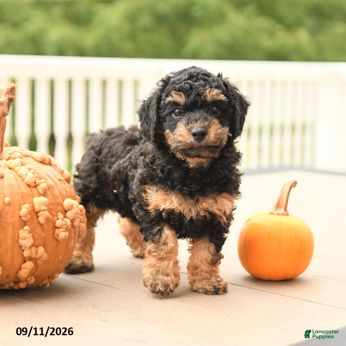 Miniature Poodle dogs Pumpkin - Ad 2