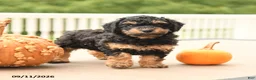 Miniature Poodle dogs for sale: Pumpkin - Ad 2