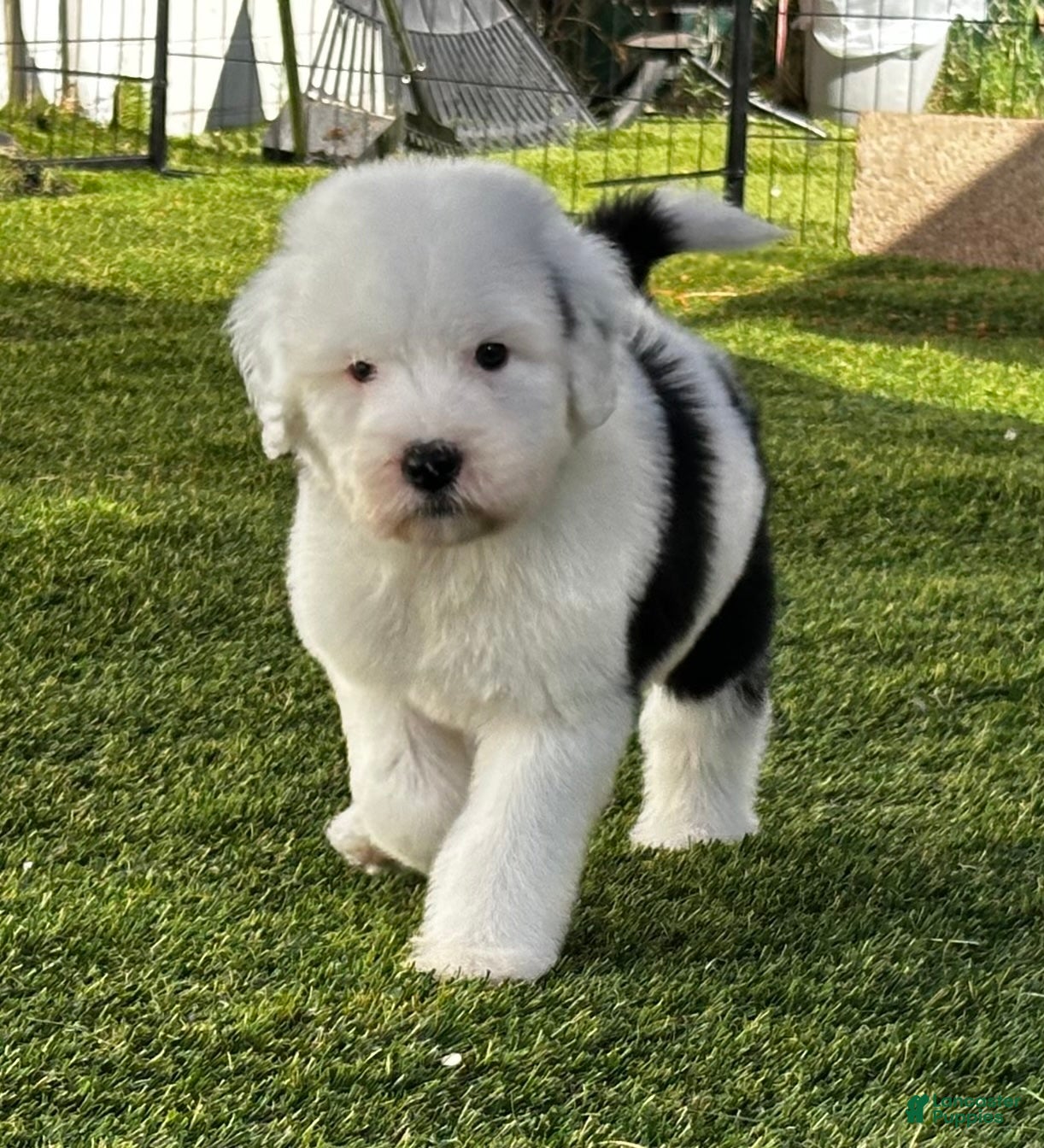 Sheepadoodle dogs Claire - Ad 1