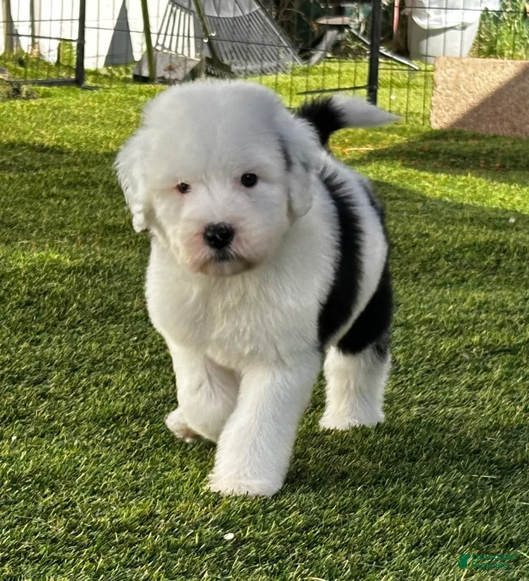 Sheepadoodle dogs for sale: Claire - Ad 1