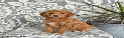 Mini Goldendoodle dogs for sale: Roscoe - Ad 2