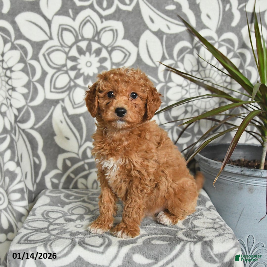 Mini Goldendoodle dogs for sale: Roscoe - Ad 2