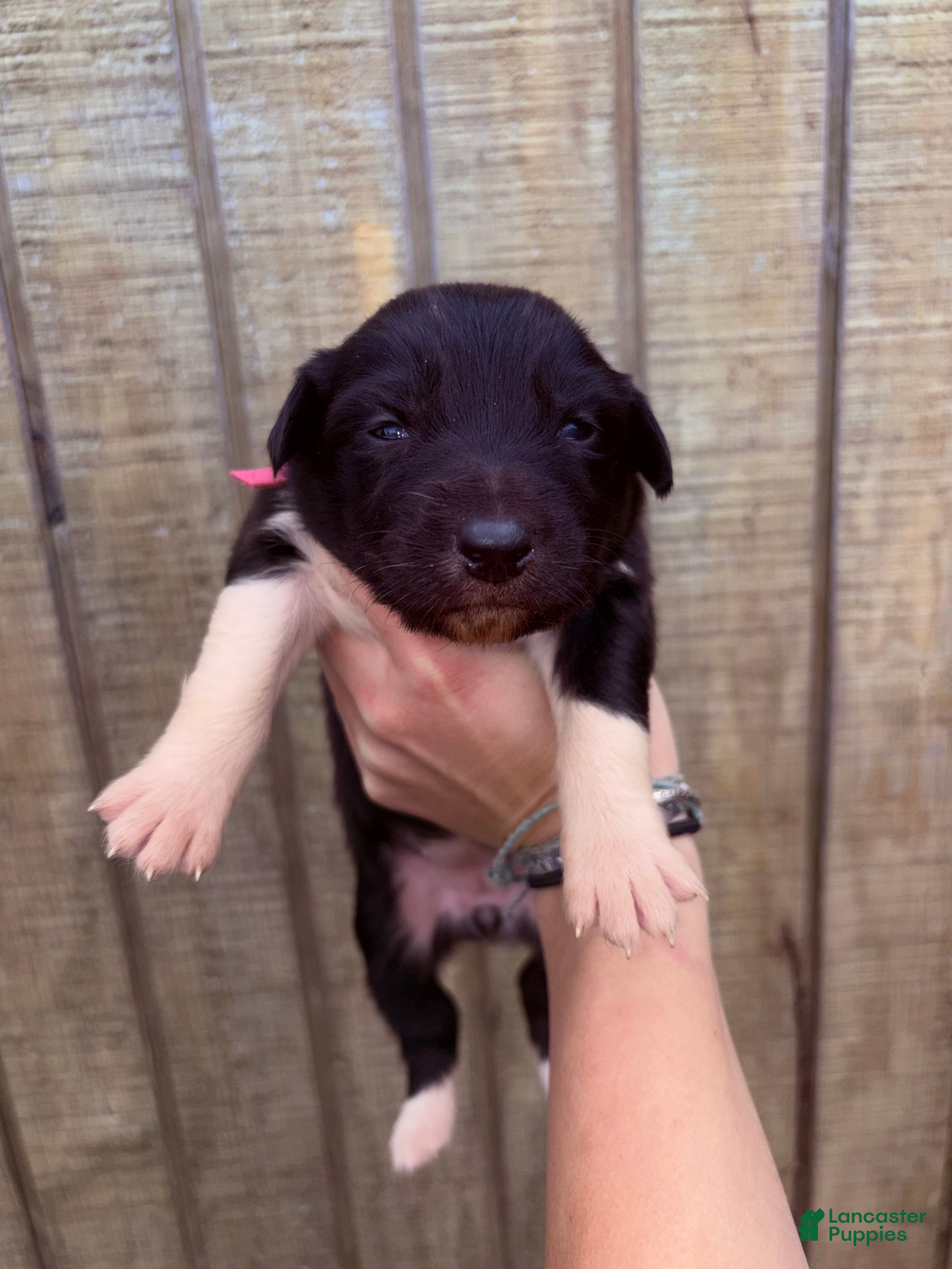 Australian Shepherd dogs Australian Shepherd Puppy 8 - Ad 7