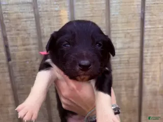 Australian Shepherd dogs Australian Shepherd Puppy 8 - Ad 7