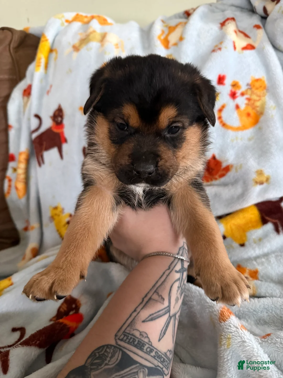 Mixed Breed dogs for sale: Grey Collar Male  - Ad 2