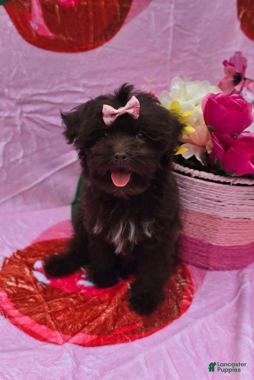 Maltipoo dogs for sale: Nuria - Ad 1