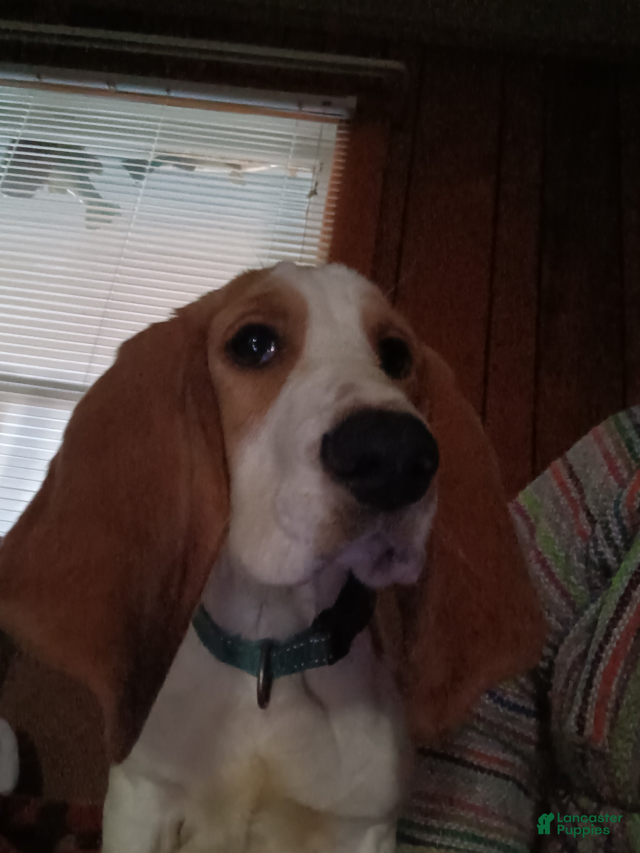 Basset Hound dogs for sale: Drago - Ad 3