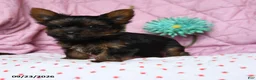 Yorkshire Terrier dogs for sale: Cinnamon - Ad 3