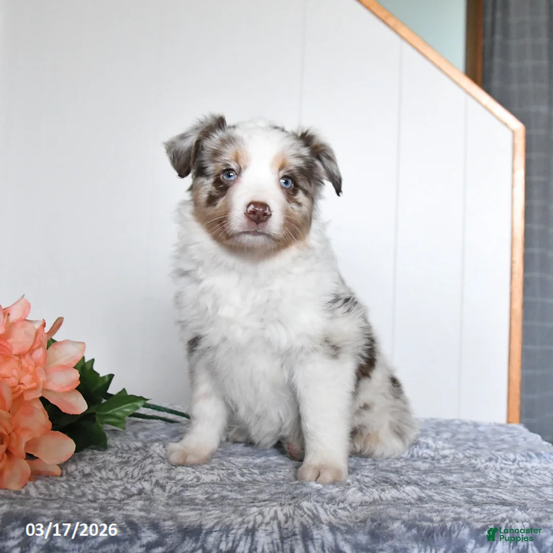 Miniature Australian Shepherd dogs for sale: Ember - Ad 2