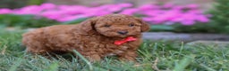 Miniature Poodle dogs for sale: Winston - Ad 5