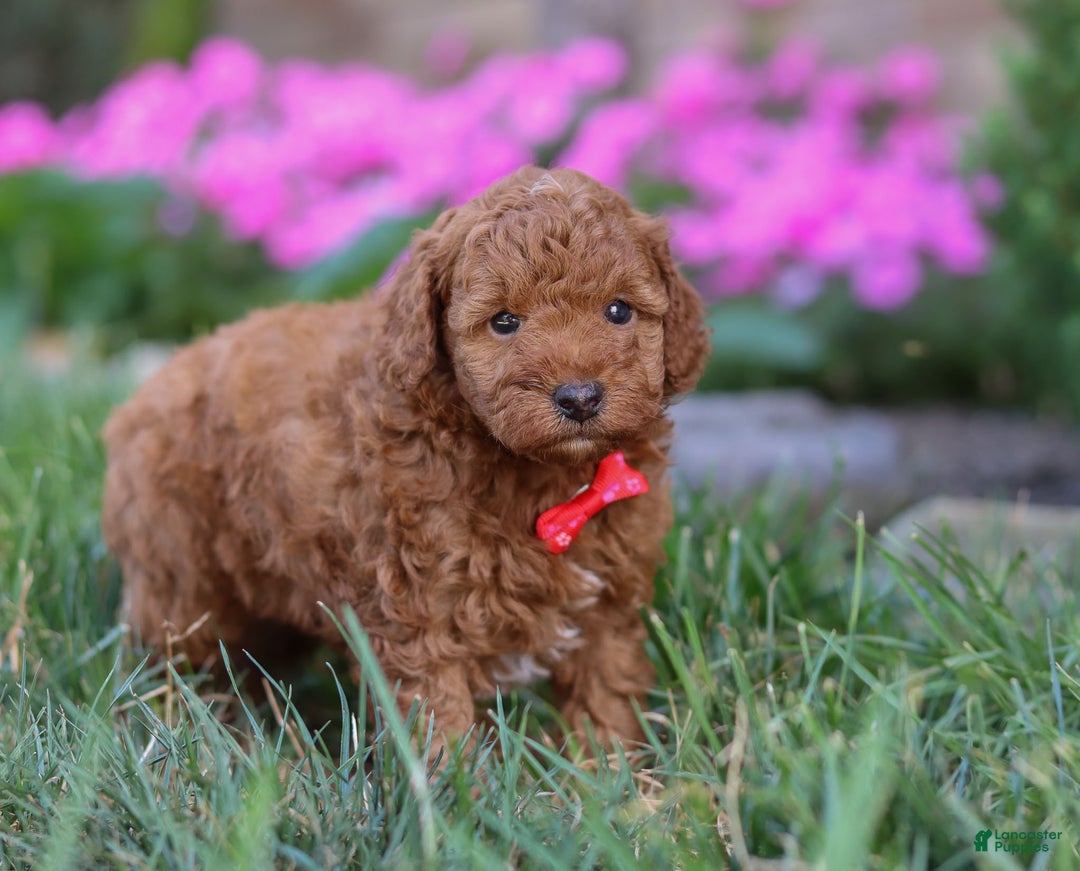 Miniature Poodle dogs for sale: Winston - Ad 5