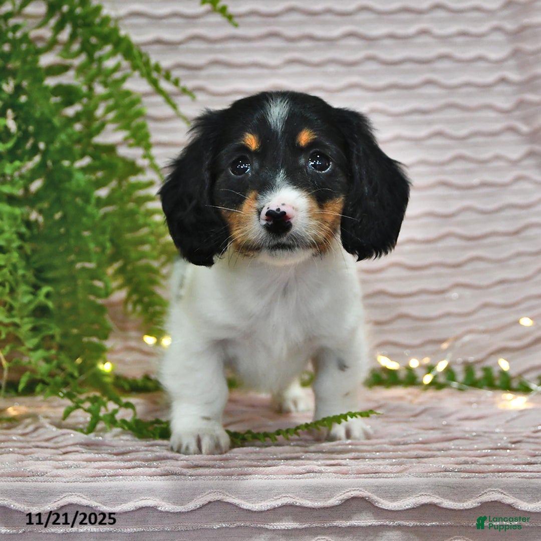 Miniature Dachshund dogs for sale: Tony - Ad 3