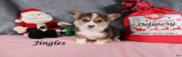 Welsh Corgi Pembroke dogs for sale: Jingles - Ad 4