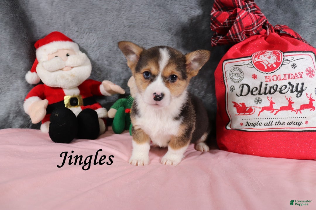 Welsh Corgi Pembroke dogs for sale: Jingles - Ad 4