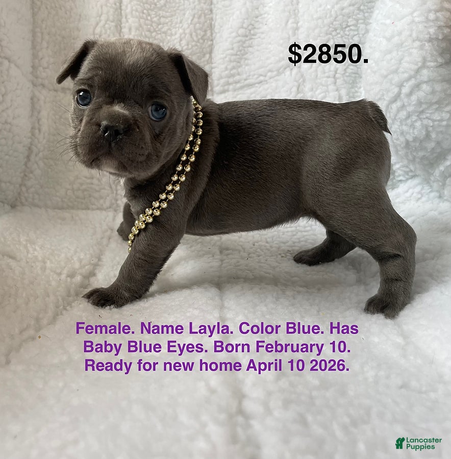 French Bulldog dogs Layla - Ad 1