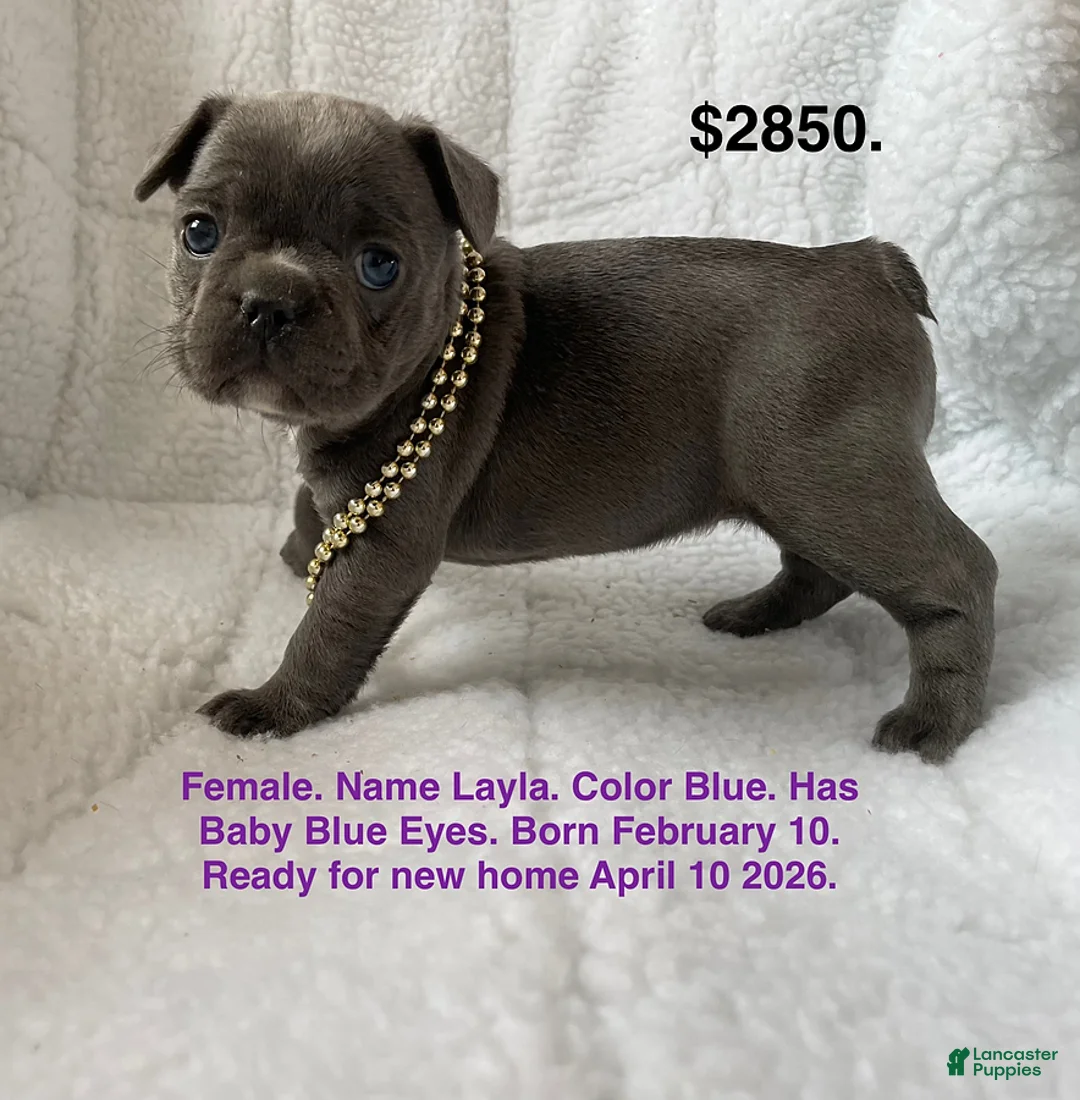 French Bulldog dogs for sale: Layla - Ad 1