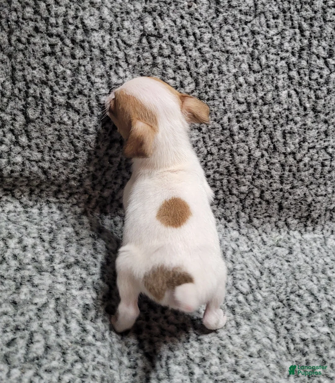 Jack Russell Terrier dogs for sale: Westfork's TATER - Ad 10