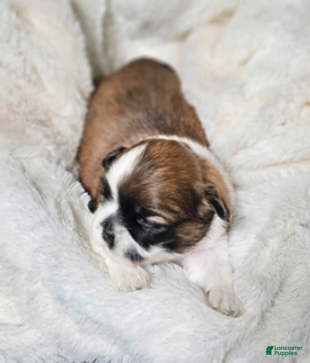 Shih Tzu dogs for sale: Nebo Ckc - Ad 2
