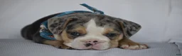 Beabull dogs for sale: Olive - Ad 5