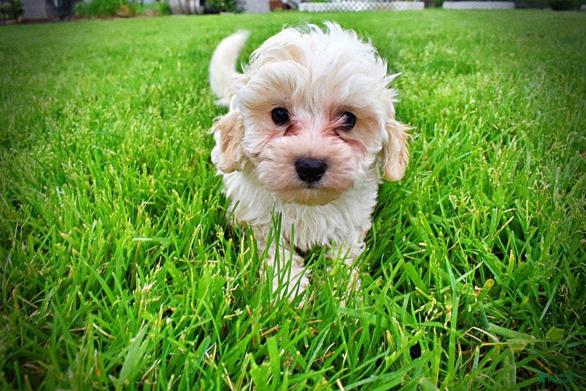 Havapoo dogs Nash - Ad 4