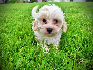 Havapoo dogs Nash - Ad 4