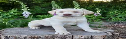 Labrador Retriever dogs for sale: Snow white  - Ad 1