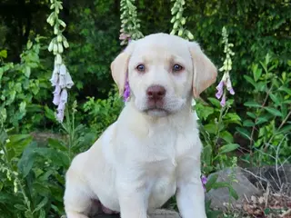 Labrador Retriever dogs for sale: Snow white - Ad 1