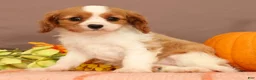 Cavalier King Charles Spaniel dogs for sale: Carmello - Ad 5