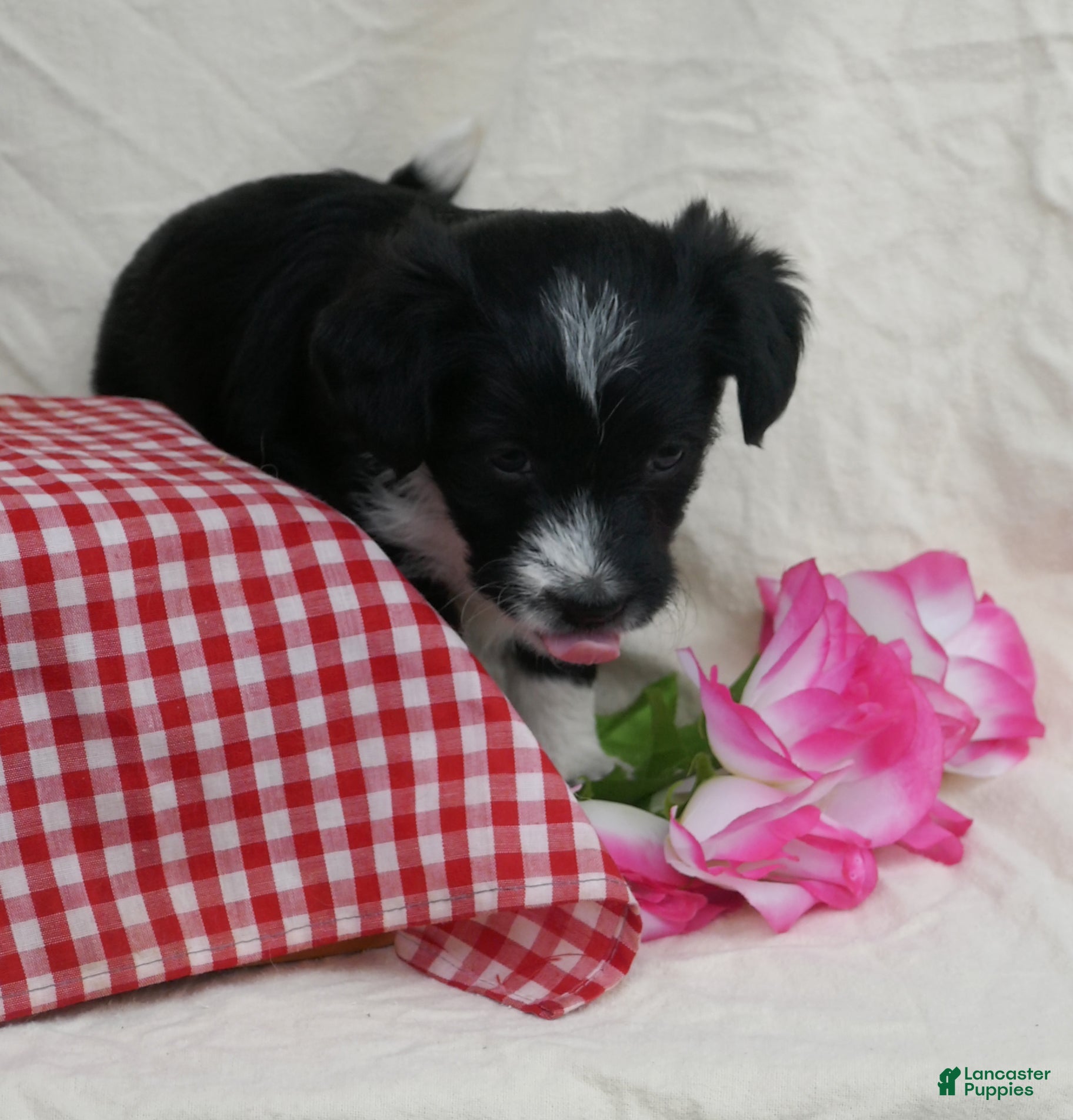 Corgipoo dogs Mint - Ad 2