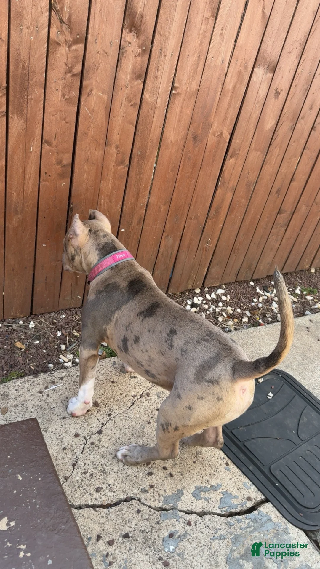 American Bully dogs for sale: American Bully Puppy 1 - Ad 2