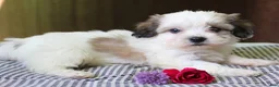 Mixed Breed dogs for sale: Kaydence - Ad 5